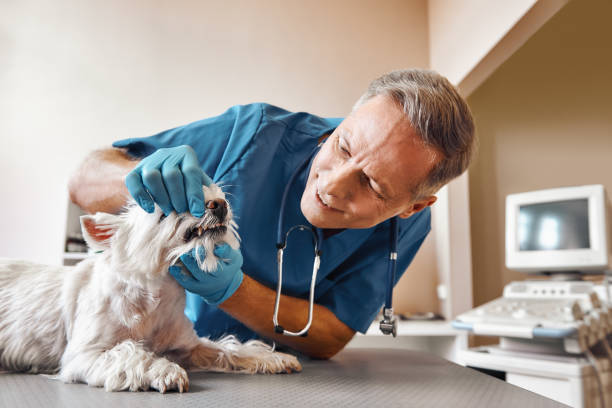 Best Emergency Dentist for Special Needs Patients in Lowry Crossing, TX